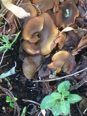 Hohenbuehelia petaloides