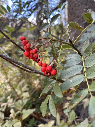 California mountain ash (Sorbus californica)
