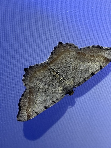 Macaria adonis photo 5