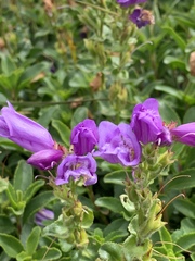 Penstemon davidsonii