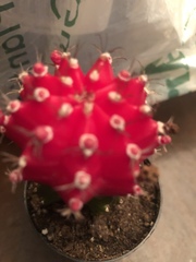 Gymnocalycium