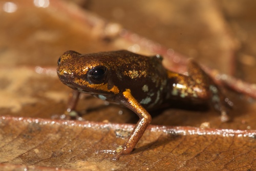 Andinobates minutus