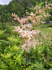 Filipendula palmata