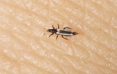 Aeolothrips kuwanaii