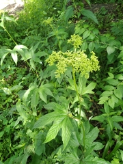 Filipendula palmata