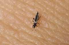 Aeolothrips kuwanaii