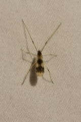 Erioptera venusta