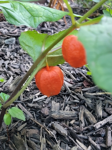 Alkekengi officinarum