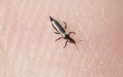 Aeolothrips kuwanaii