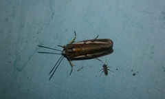 Aegocera rectilinea