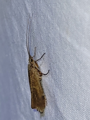Mottled Sedge, 9204 EB Drachten, Nederland, photo 7 of 10