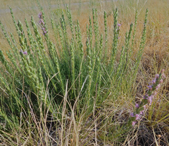 Liatris punctata punctata