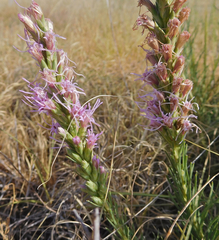 Liatris punctata punctata