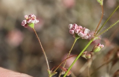 Eriogonum thurberi