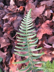 Blechnum hastatum