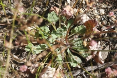 Eriogonum thurberi