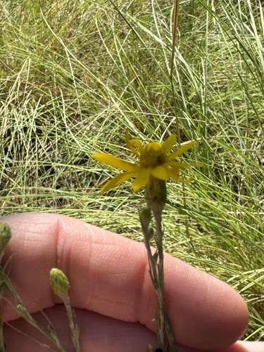 Image of Pityopsis graminifolia by (c) Jeff Clark, some rights reserved (CC BY)