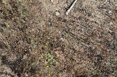 Eriogonum thurberi