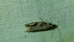 Proteoteras crescentana