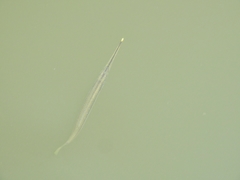 Zenarchopterus buffonis