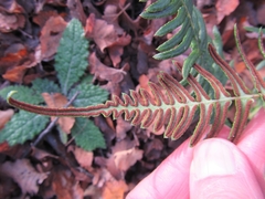 Blechnum hastatum