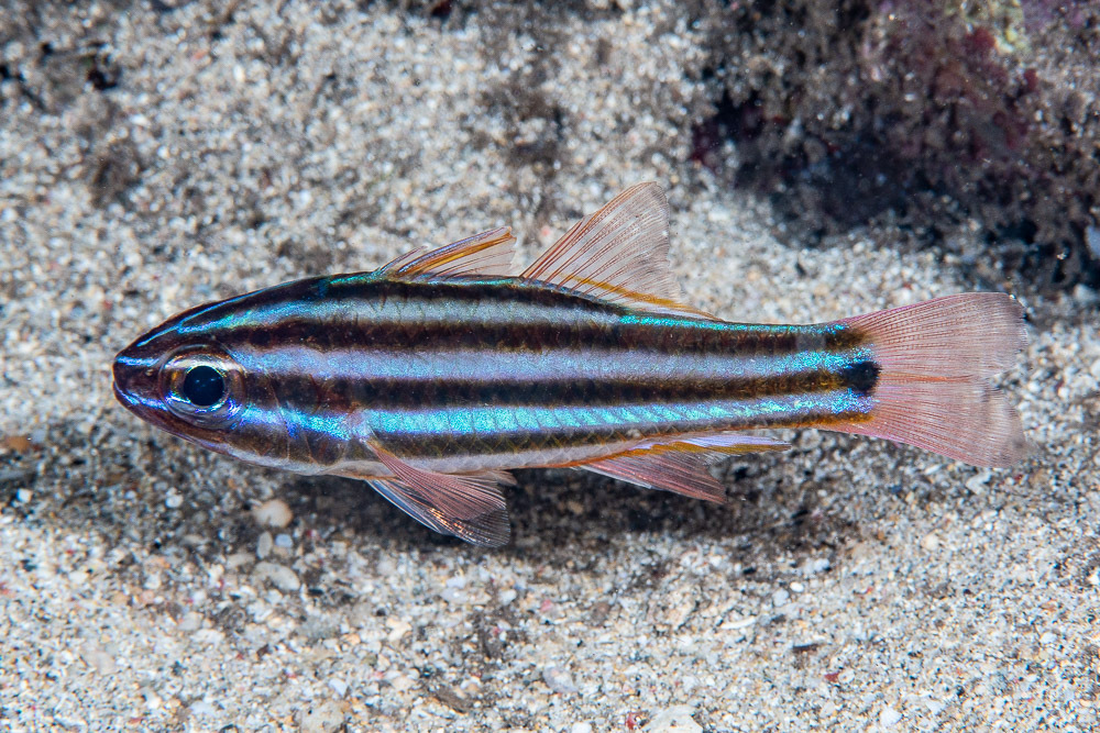 Striped Cardinalfish