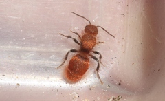Sphaeropthalma unicolor