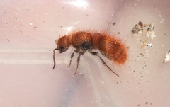 Sphaeropthalma unicolor