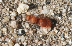 Sphaeropthalma unicolor