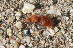 Sphaeropthalma unicolor