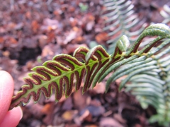 Blechnum hastatum