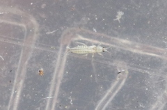 Mycterothrips albus