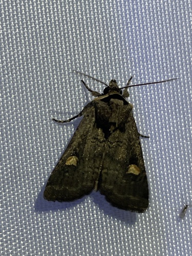 Adelphagrotis indeterminata photo 4