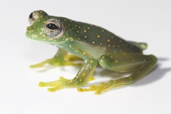 Sachatamia albomaculata