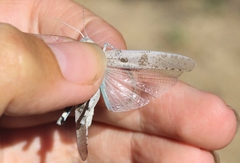 Trimerotropis thalassica