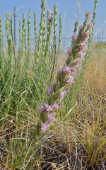 Liatris punctata punctata