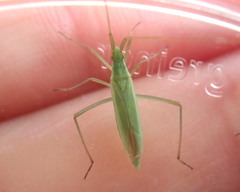 Megaloceroea recticornis