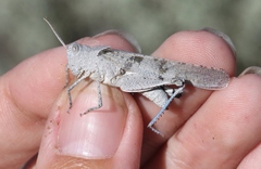 Trimerotropis thalassica