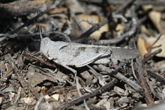 Trimerotropis thalassica