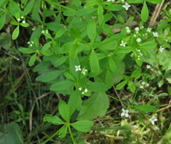 Galium obtusum