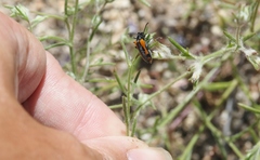 Eupompha elegans