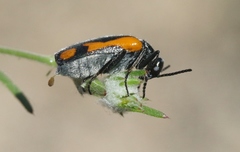 Eupompha elegans