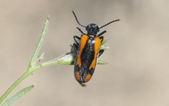 Eupompha elegans