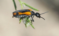 Eupompha elegans
