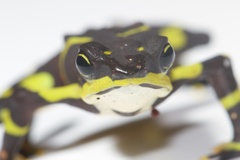 Atelopus limosus