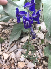 Delphinium bicolor