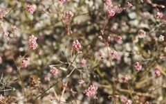 Eriogonum thurberi