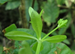 Galium obtusum