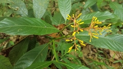 Palicourea padifolia