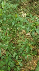 Palicourea padifolia